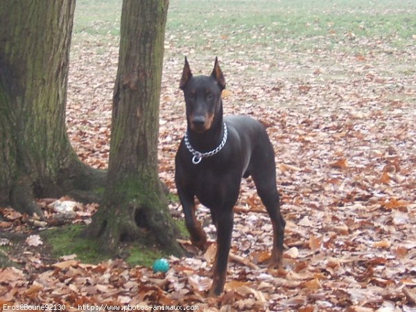 Photo de Dobermann