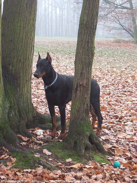 Photo de Dobermann