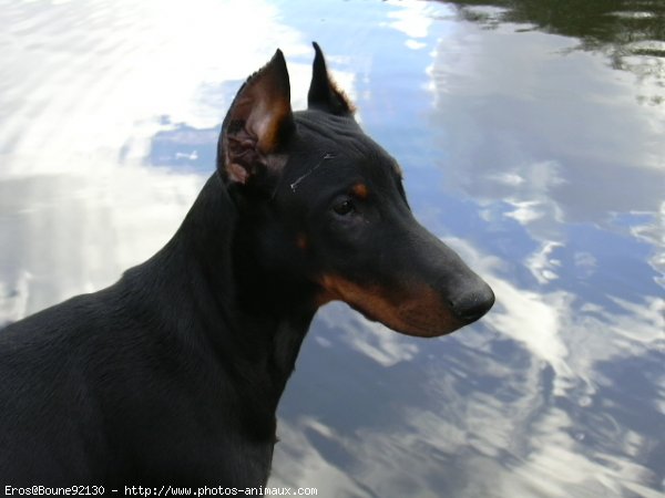 Photo de Dobermann