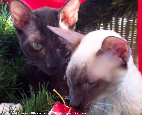 Photo de Cornish rex