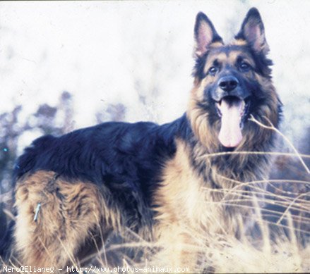 Photo de Berger allemand  poil court