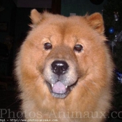 Photo de Chow chow