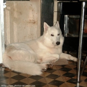 Photo de Berger blanc suisse