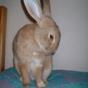 Photo de Lapin