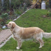 Photo de Golden retriever