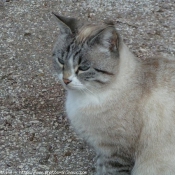 Photo de Chat domestique