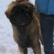 Photo de Leonberg