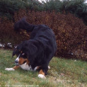 Photo de Bouvier bernois