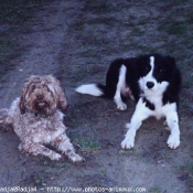 Photo de Races diffrentes