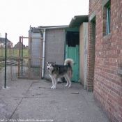 Photo de Malamute de l'alaska