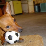 Photo de Pinscher nain