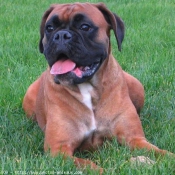 Photo de Boxer