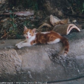 Photo de Chat domestique