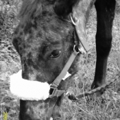 Photo d'Appaloosa