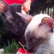 Photo de Cornish rex