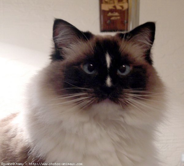 Photo de Ragdoll