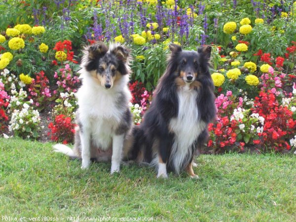 Photo de Chien de berger des shetland