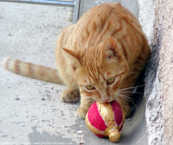 Photo de Chat domestique