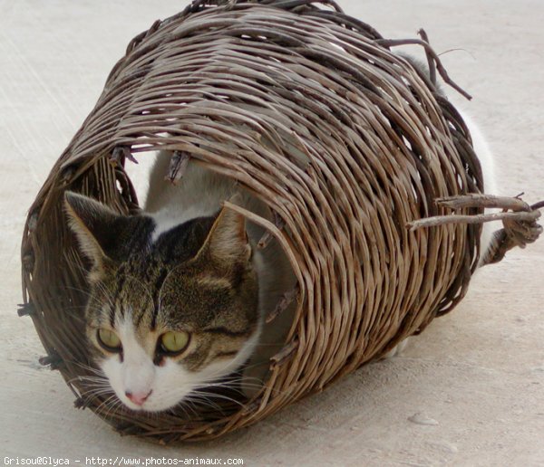 Photo de Chat domestique