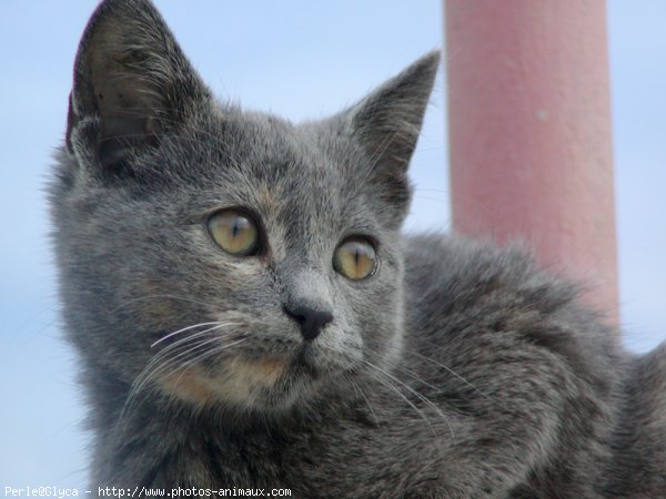 Photo de Chat domestique