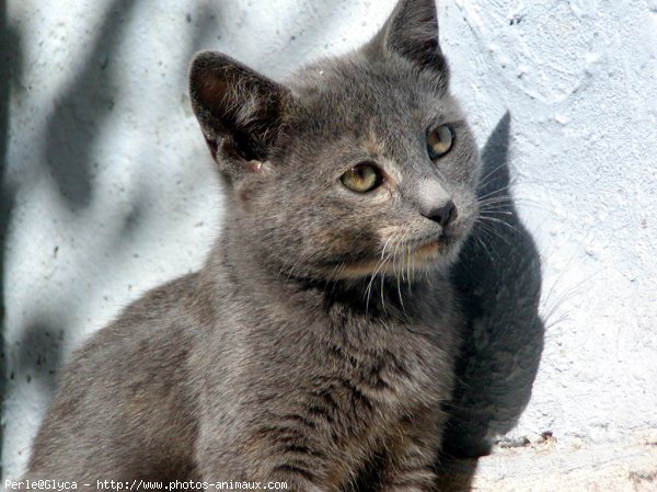 Photo de Chat domestique