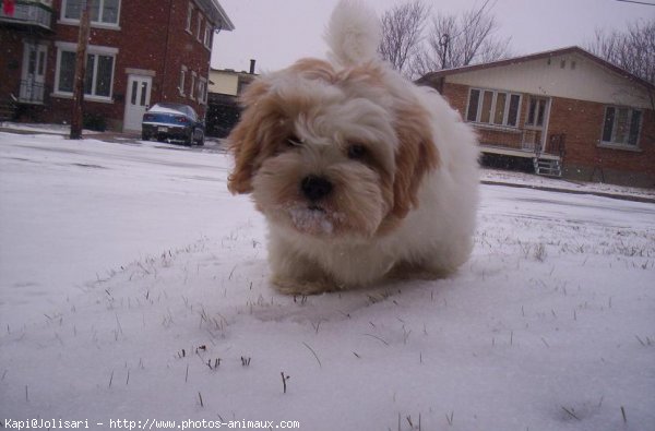 Photo de Lhassa apso