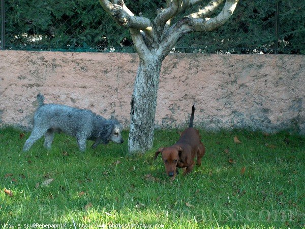 Photo de Races diffrentes