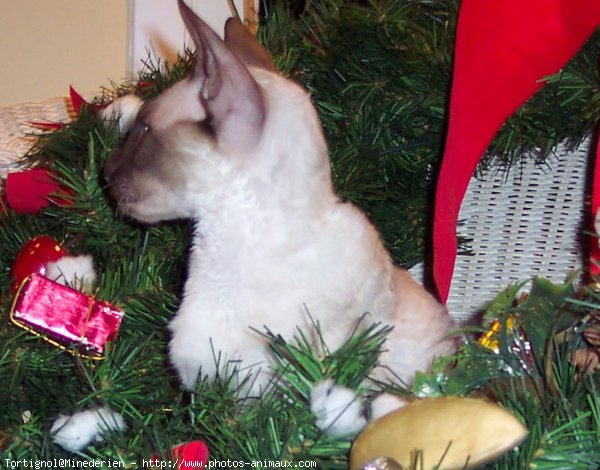 Photo de Cornish rex