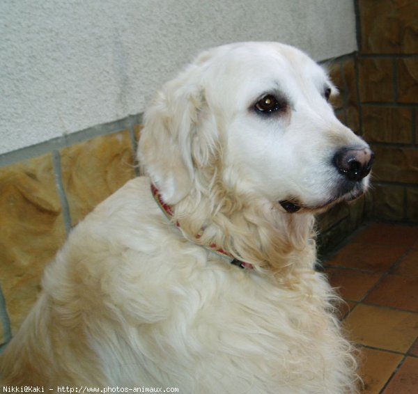 Photo de Golden retriever