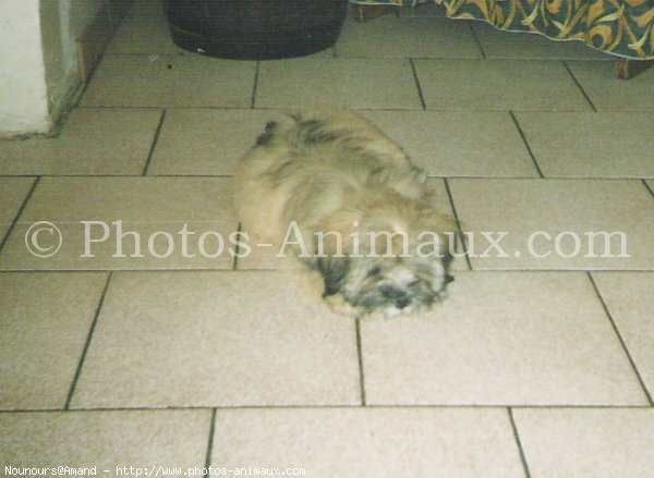 Photo de Lhassa apso