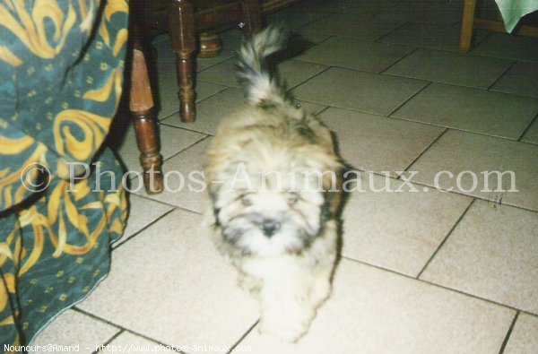 Photo de Lhassa apso