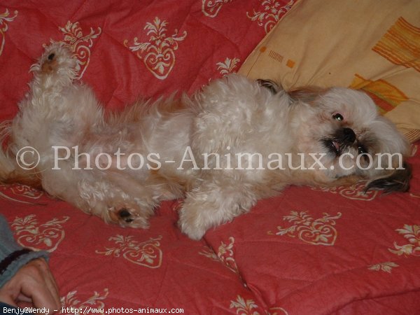 Photo de Lhassa apso