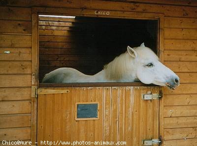 Photo de Camargue