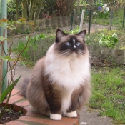 Photo de Ragdoll