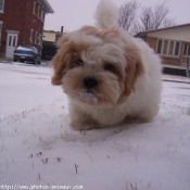 Photo de Lhassa apso