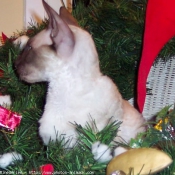 Photo de Cornish rex