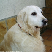 Photo de Golden retriever