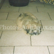 Photo de Lhassa apso