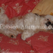 Photo de Lhassa apso