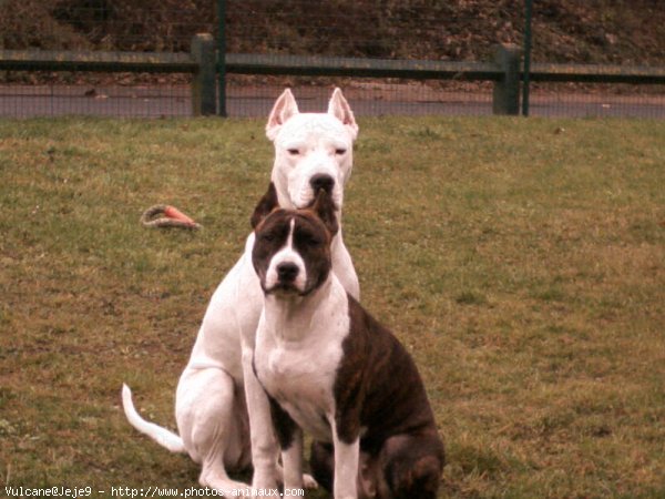 Photo de Dogue argentin