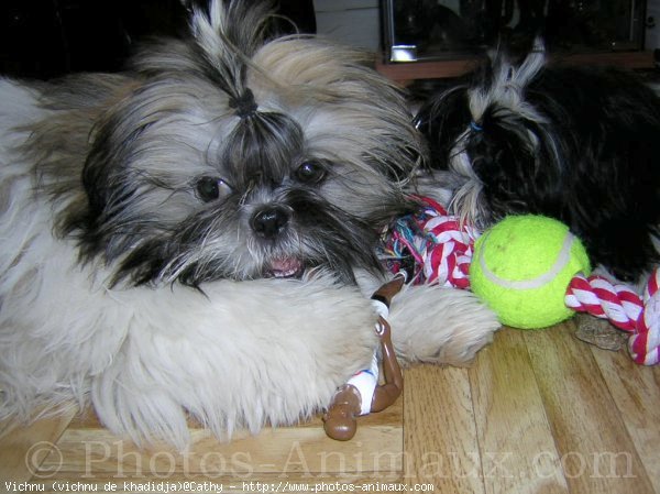 Photo de Shih tzu