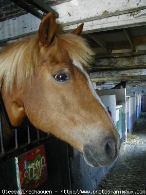 Photo de Poney franais de selle