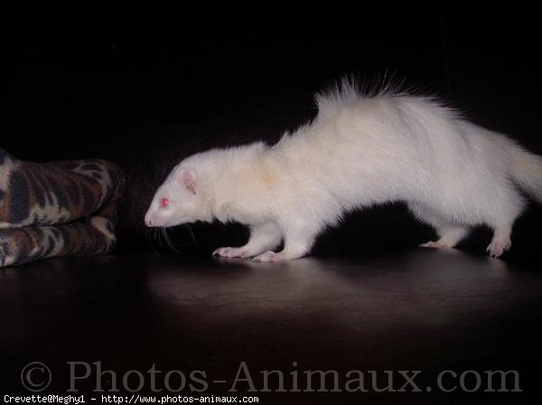 Photo de Furet