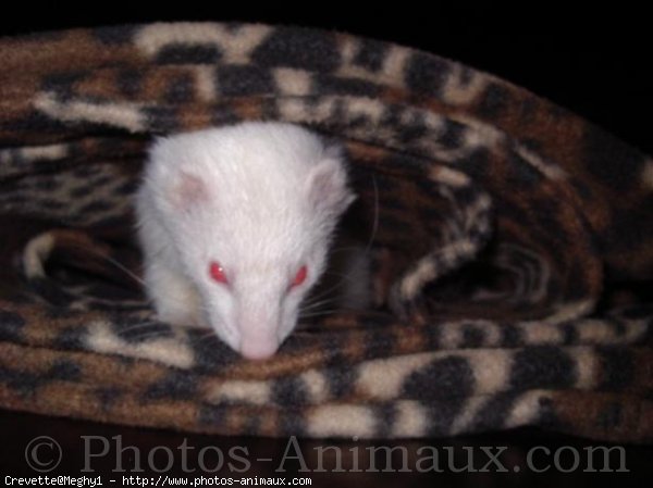 Photo de Furet