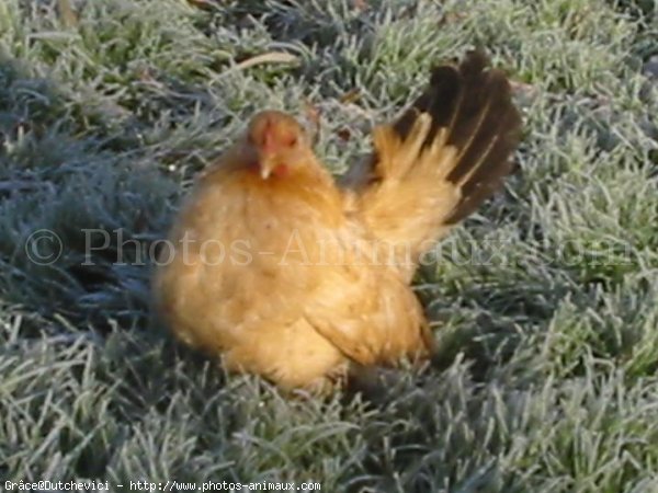 Photo de Poule