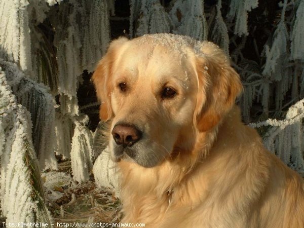 Photo de Golden retriever