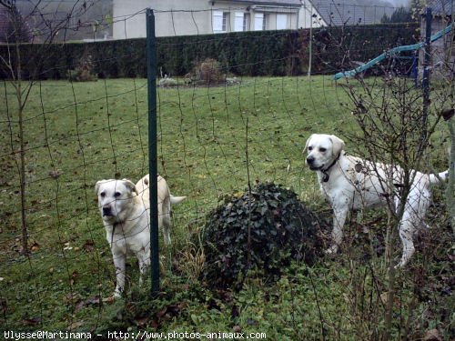 Photo de Labrador retriever