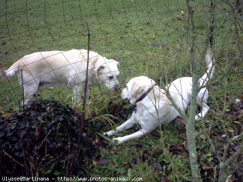 Photo de Labrador retriever