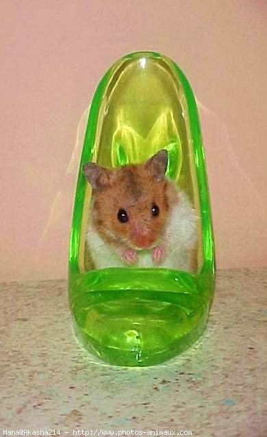 Photo de Hamster