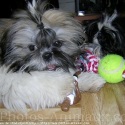 Photo de Shih tzu